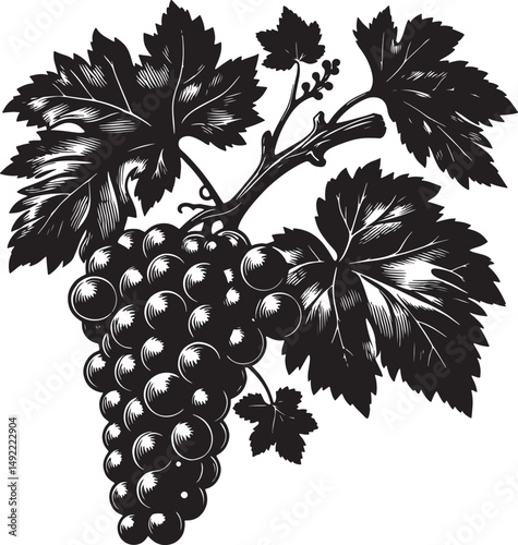A black and white drawing of a bunch of grapes with leaves on a white background
