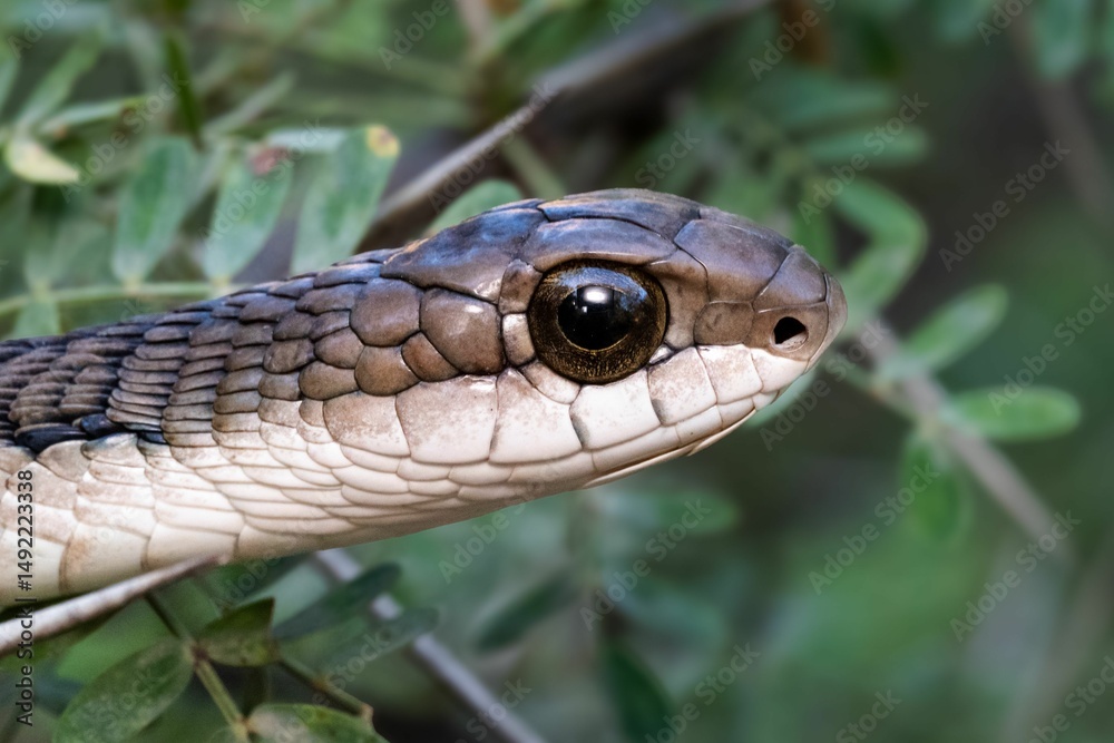 Obraz premium Snake head close-up in natural habitat.