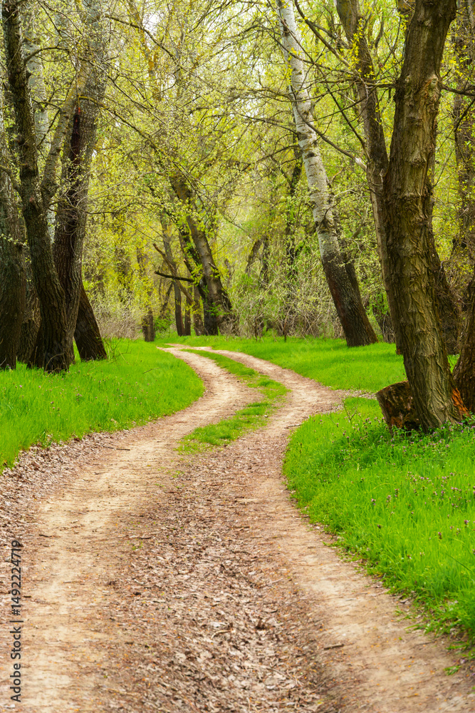 Fototapeta premium The forest and paths create a stunning natural scene, with beautiful spring landscapes featuring green grass and trees