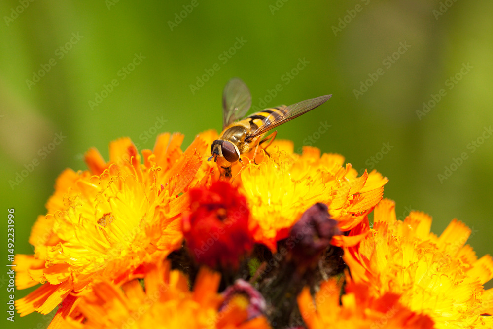 Obraz premium Marmalade Hoverfly on Devil's Paintbrush flower