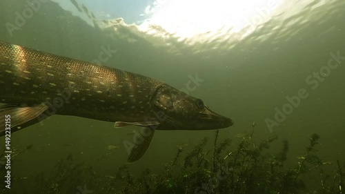 A dramatic low-angle close-up of a northern pike – Esox lucius – in hunting mode, passing by several tench – Tinca tinca – in a dense, submerged freshwater habitat.  photo