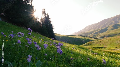 Primula denticulata spring primrose on a green meadow in the mountains. Highland Assy Turgen plateau in Kazakhstan at sunset.