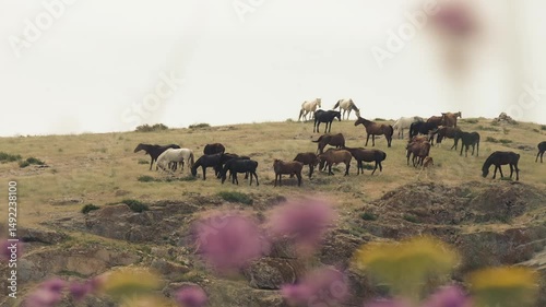 A herd of horses grazes among fields of blooming purple and yellow wild flowers on the spring steppe.