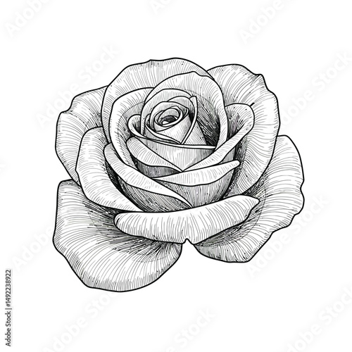This beautifully crafted vector illustration features an elegant rose flower, showcasing intricate petal details and a timeless design. The image highlights the delicate curves and textures of the ros