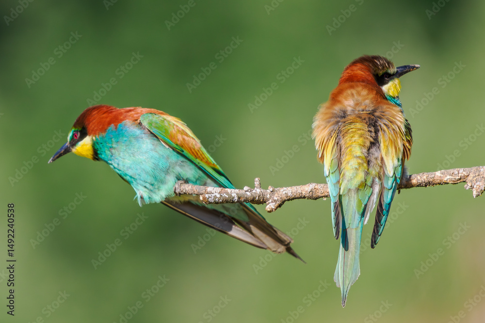 Fototapeta premium European Bee-eater perched on a branch