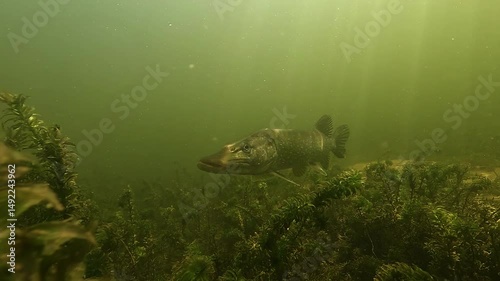 A majestic northern pike – Esox lucius – glides gracefully above the lakebed, scanning its surroundings in search of prey, creating a powerful underwater scene. photo