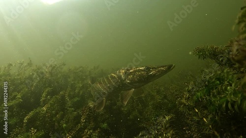 A camouflaged northern pike – Esox lucius – slowly raises its head above dense aquatic plants, turns gracefully, and glides away, blending perfectly into the underwater vegetation. photo