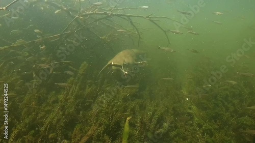 A wels catfish – Silurus glanis – with a torn mouth, likely injured during a struggle with a fisherman, highlighting the harsh reality and lasting impact of “no kill” fishing practices in freshwater.