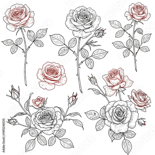 This beautifully crafted vector illustration features an elegant rose flower, showcasing intricate petal details and a timeless design. The image highlights the delicate curves and textures of the ros