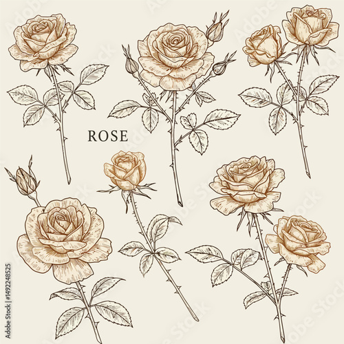 This beautifully crafted vector illustration features an elegant rose flower, showcasing intricate petal details and a timeless design. The image highlights the delicate curves and textures of the ros