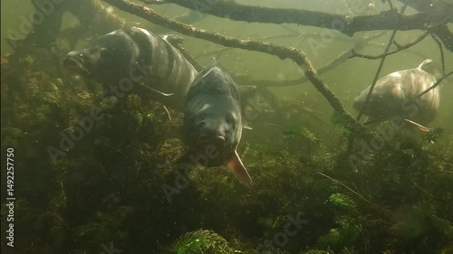 A leather carp – Cyprinus carpio – swims directly toward the camera among submerged branches, with two more carp visible in the background, creating a dense, natural freshwater scene