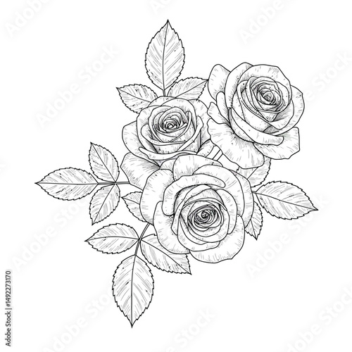 This beautifully crafted vector illustration features an elegant rose flower, showcasing intricate petal details and a timeless design. The image highlights the delicate curves and textures of the ros