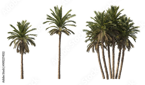 Fototapeta Naklejka Na Ścianę i Meble -  Realistic greenery tropical trees collection on transparent backgrounds. high quality 3d rendering. png format	