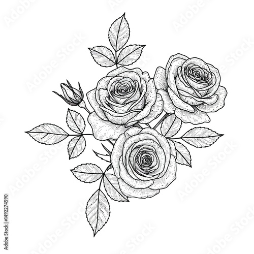 This beautifully crafted vector illustration features an elegant rose flower, showcasing intricate petal details and a timeless design. The image highlights the delicate curves and textures of the ros
