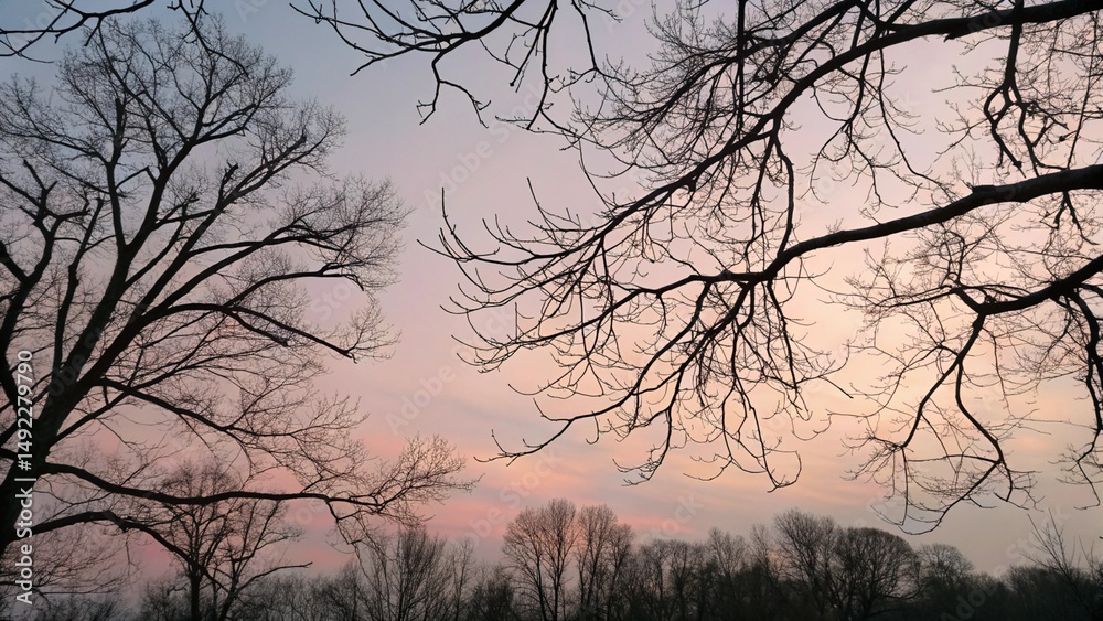 Intricate Tree Branch Silhouettes Framing Gradient Sky Viewed from Below Intricate Tree Branch Silhouettes Framing Gradient Sky Viewed from Below