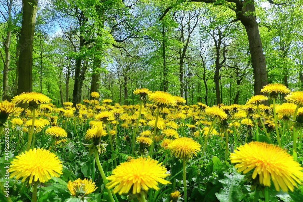 Dandelion Meadow A Sunny Forest Spring Bloom Dandelion Meadow A Sunny Forest Spring Bloom