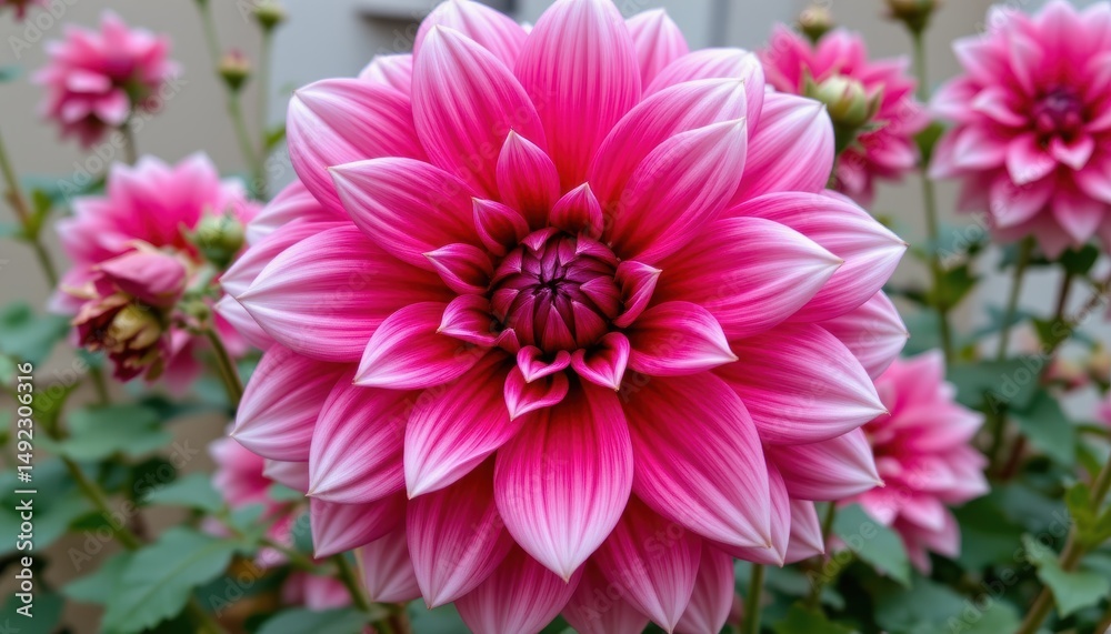 Fototapeta premium Vibrant Pink Dahlia Flower Blooming In A Serene Garden Setting During The Summer Season