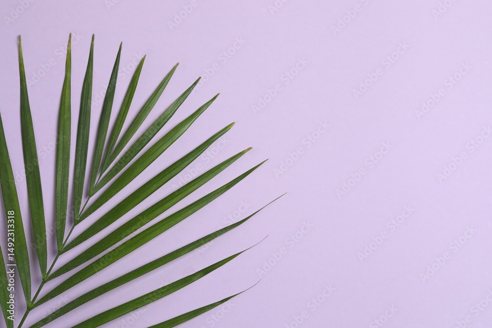 Fototapeta premium Green palm leaf on color background