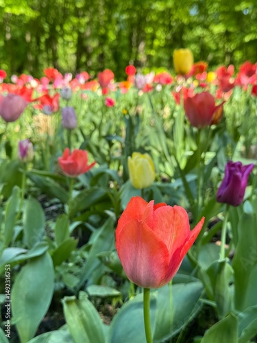 A blooming colorful bed of tulips in a public flower garden