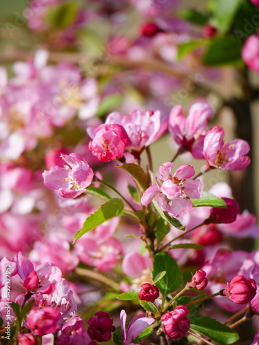 Beautiful white and pink blooms in springtime. Fruit tree flowers. Florals with blue sky in the background. Tree branches filled with small pretty flowers. 