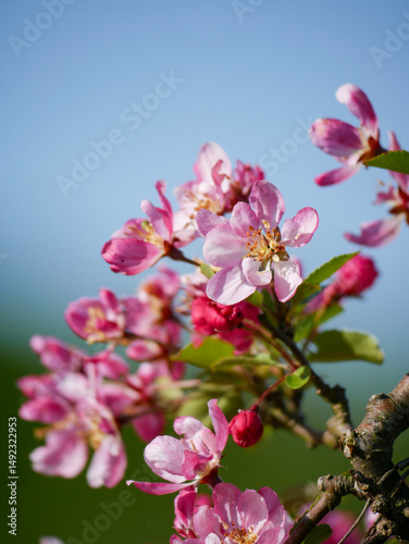 Beautiful white and pink blooms in springtime. Fruit tree flowers. Florals with blue sky in the background. Tree branches filled with small pretty flowers. 