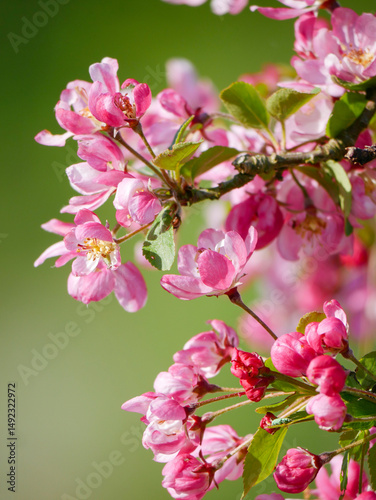 Beautiful white and pink blooms in springtime. Fruit tree flowers. Florals with blue sky in the background. Tree branches filled with small pretty flowers. 