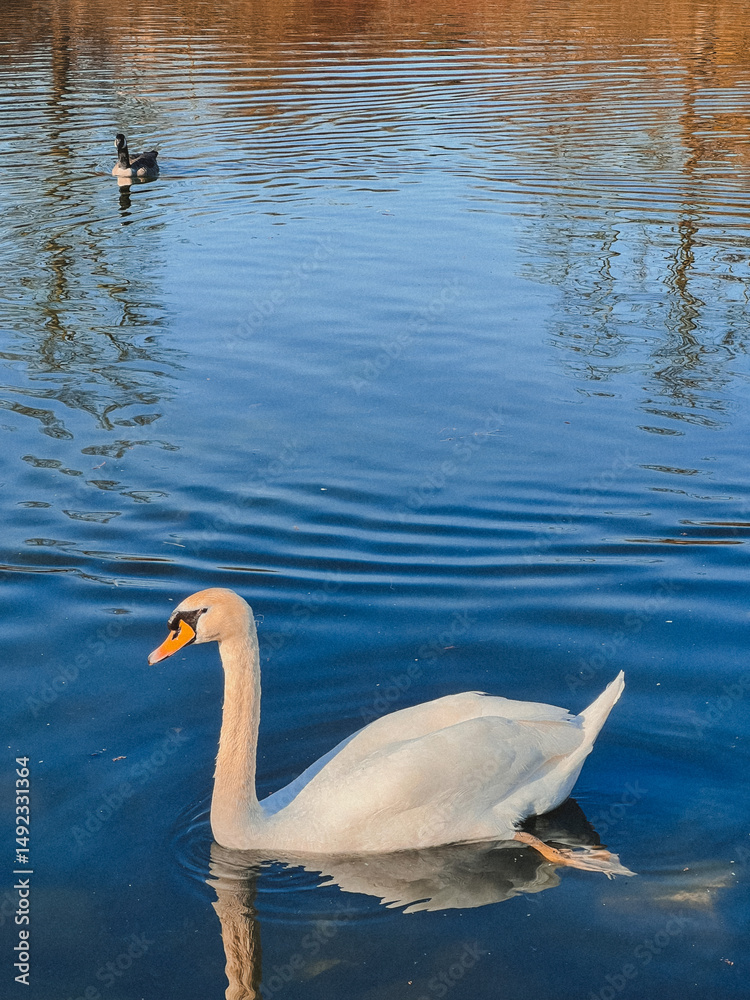 Naklejka premium A swan swimming in the lake in close-up. 