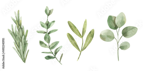 Watercolor set of spring leaves, sprigs. Hand-drawn rosemary, eucalyptus branches. Design elements isolated on white background.