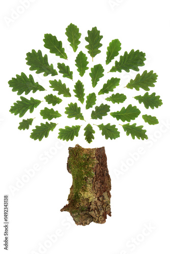 Oak tree green leaf surreal design on white background. Abstract Druid and environmental save the trees nature symbol concept for logo or greetings card.