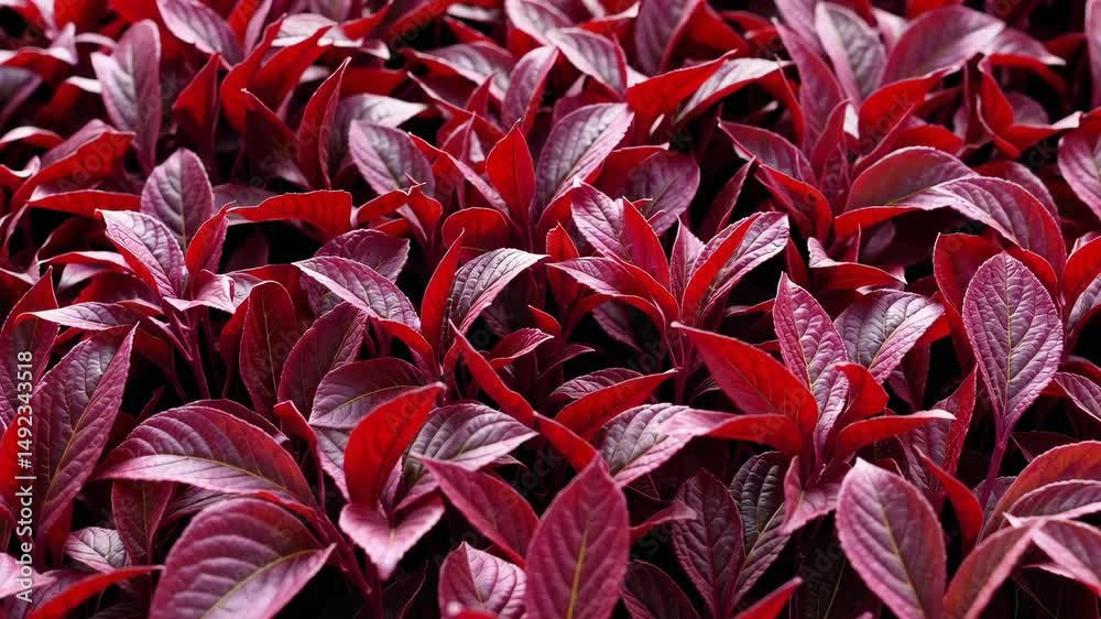Vibrant red amaranth leaves swaying gently in soft breeze, natural close-up view of ornamental foliage with bold saturated tones