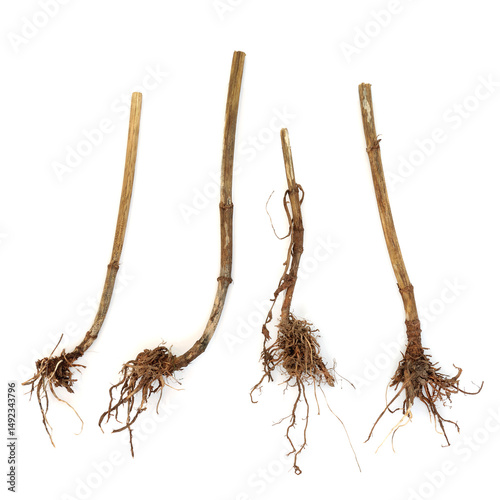 Valerian herb root alternative herbal medicine on white background. Used to treat insomnia, stress, anxiety, digestive health, menstrual cramps. Natural healing.