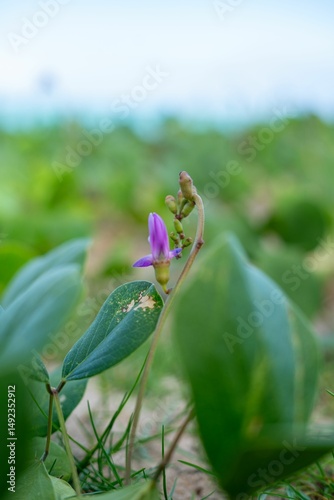 Fototapeta Naklejka Na Ścianę i Meble -  Close-up of a small purple flower with green leaves.