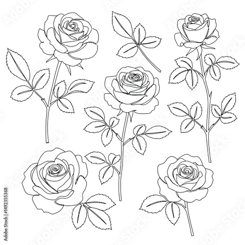 Ross Flowers vector art illustration.   roses isolated on white transparent background. a Ros vetch leaves vector silhouette artwork illustration.