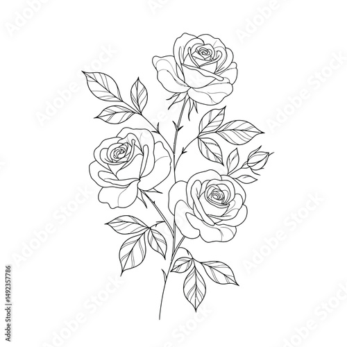 Ross Flowers vector art illustration.   roses isolated on white transparent background. a Ros vetch leaves vector silhouette artwork illustration.