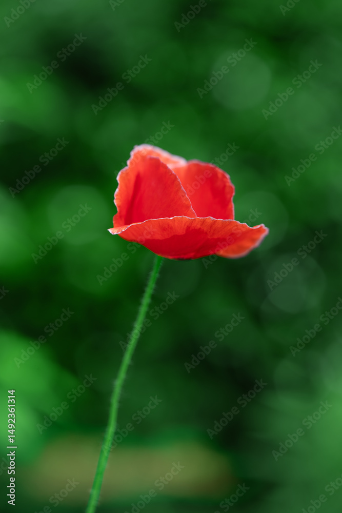 Obraz premium Close-up of beautiful red poppy flowers outdoors
