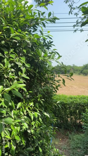 Field and tree in the morning