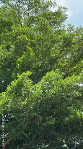 green forest in the morning