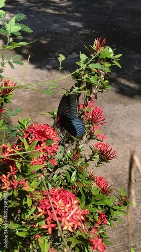Butterfly in the garden