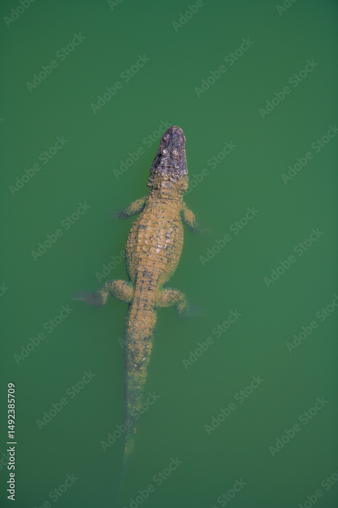 Naklejka premium Crocodiles in various poses swim in the water