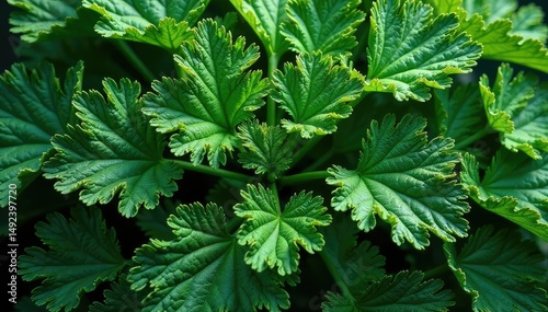 Close-up of intricate parsley leaf pattern, showing detail , nature, pattern, food