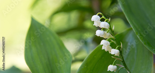 Blooming lily of the valley flowers in the spring garden.