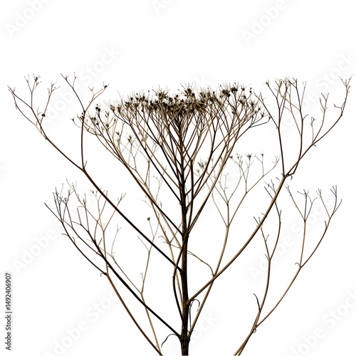 Dried Flower Dried Plant Botanical Illustration