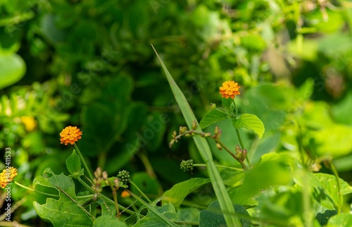 Orange lantana camara flowers in forest