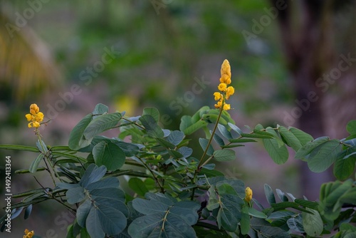Fototapeta Naklejka Na Ścianę i Meble -  Yellow Senna alata flowers with green leaves