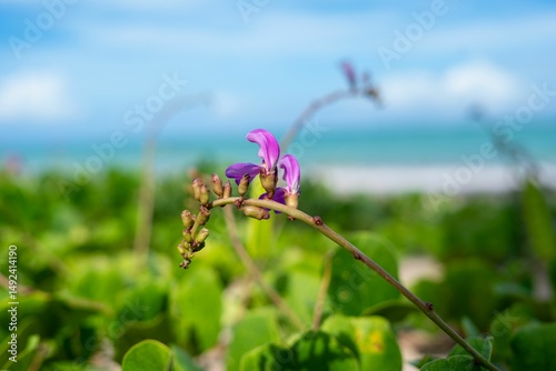 Fototapeta Naklejka Na Ścianę i Meble -  Purple Flower on Beach