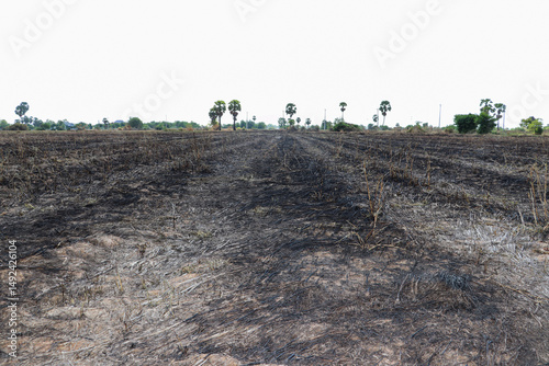 Charred Field Lines Stretch Beneath Scattered Palm Trees Skyward