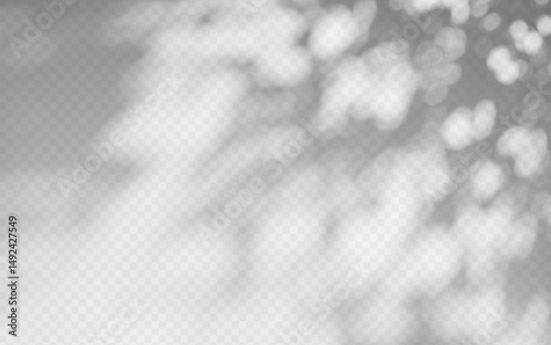 Abstract shadow overlay from tree branch on a transparent background.
