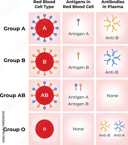 Blood Type Chart Antigens Antibodies and Blood Group Compatibility