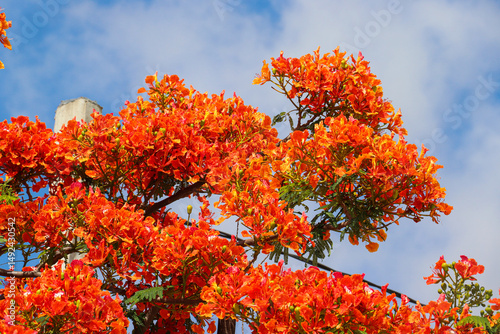 Flame Tree Bursting with Blossoms Beneath Bright Blue Sky