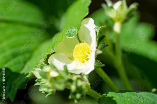 Strawberry flower. Garden strawberry, white flower and buds with green leaves, close up